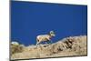 Bighorn Sheep-Joe McDonald-Mounted Photographic Print
