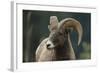 Bighorn Sheep-DLILLC-Framed Photographic Print