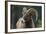 Bighorn Sheep-DLILLC-Framed Photographic Print