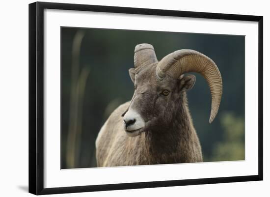 Bighorn Sheep-DLILLC-Framed Photographic Print