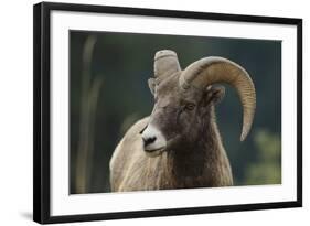 Bighorn Sheep-DLILLC-Framed Photographic Print