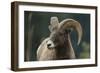 Bighorn Sheep-DLILLC-Framed Photographic Print