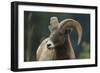 Bighorn Sheep-DLILLC-Framed Photographic Print