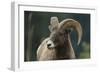 Bighorn Sheep-DLILLC-Framed Photographic Print