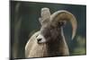 Bighorn Sheep-DLILLC-Mounted Photographic Print