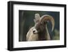 Bighorn Sheep-DLILLC-Framed Photographic Print