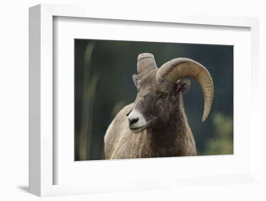 Bighorn Sheep-DLILLC-Framed Photographic Print