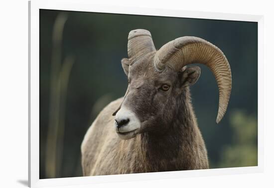 Bighorn Sheep-DLILLC-Framed Photographic Print