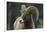 Bighorn Sheep-DLILLC-Framed Photographic Print