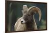 Bighorn Sheep-DLILLC-Framed Photographic Print