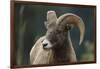 Bighorn Sheep-DLILLC-Framed Photographic Print