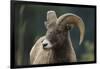 Bighorn Sheep-DLILLC-Framed Photographic Print