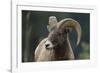 Bighorn Sheep-DLILLC-Framed Photographic Print