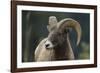 Bighorn Sheep-DLILLC-Framed Photographic Print