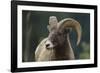 Bighorn Sheep-DLILLC-Framed Photographic Print