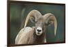 Bighorn Sheep-DLILLC-Framed Photographic Print