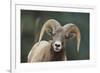 Bighorn Sheep-DLILLC-Framed Photographic Print