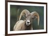 Bighorn Sheep-DLILLC-Framed Photographic Print