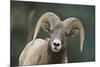 Bighorn Sheep-DLILLC-Mounted Photographic Print