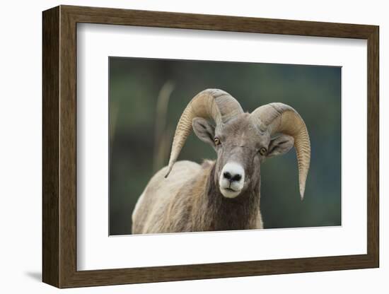 Bighorn Sheep-DLILLC-Framed Photographic Print