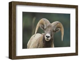 Bighorn Sheep-DLILLC-Framed Photographic Print