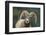 Bighorn Sheep-DLILLC-Framed Photographic Print