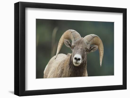 Bighorn Sheep-DLILLC-Framed Photographic Print