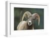 Bighorn Sheep-DLILLC-Framed Photographic Print