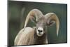 Bighorn Sheep-DLILLC-Mounted Photographic Print