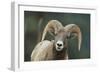 Bighorn Sheep-DLILLC-Framed Photographic Print