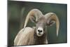 Bighorn Sheep-DLILLC-Mounted Photographic Print