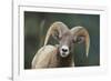 Bighorn Sheep-DLILLC-Framed Photographic Print