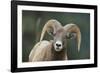 Bighorn Sheep-DLILLC-Framed Photographic Print