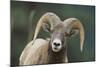 Bighorn Sheep-DLILLC-Mounted Photographic Print