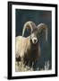 Bighorn Sheep-DLILLC-Framed Photographic Print