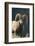 Bighorn Sheep-DLILLC-Framed Photographic Print