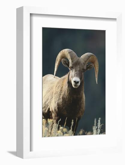 Bighorn Sheep-DLILLC-Framed Photographic Print