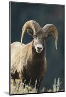 Bighorn Sheep-DLILLC-Mounted Photographic Print