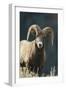 Bighorn Sheep-DLILLC-Framed Photographic Print