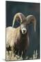 Bighorn Sheep-DLILLC-Mounted Photographic Print