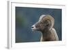 Bighorn Sheep-DLILLC-Framed Photographic Print