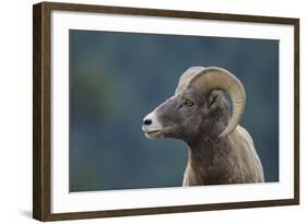 Bighorn Sheep-DLILLC-Framed Photographic Print