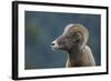 Bighorn Sheep-DLILLC-Framed Photographic Print