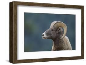 Bighorn Sheep-DLILLC-Framed Photographic Print