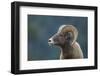 Bighorn Sheep-DLILLC-Framed Photographic Print