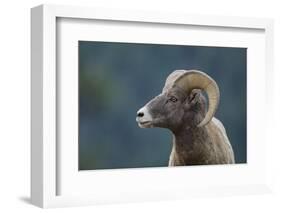 Bighorn Sheep-DLILLC-Framed Photographic Print