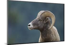 Bighorn Sheep-DLILLC-Mounted Photographic Print