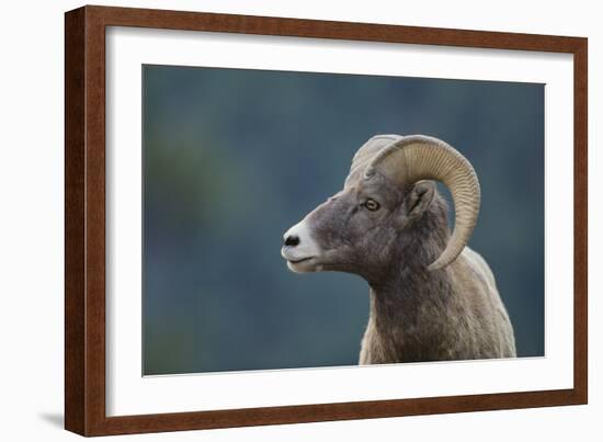 Bighorn Sheep-DLILLC-Framed Photographic Print