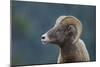 Bighorn Sheep-DLILLC-Mounted Photographic Print