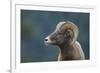 Bighorn Sheep-DLILLC-Framed Photographic Print